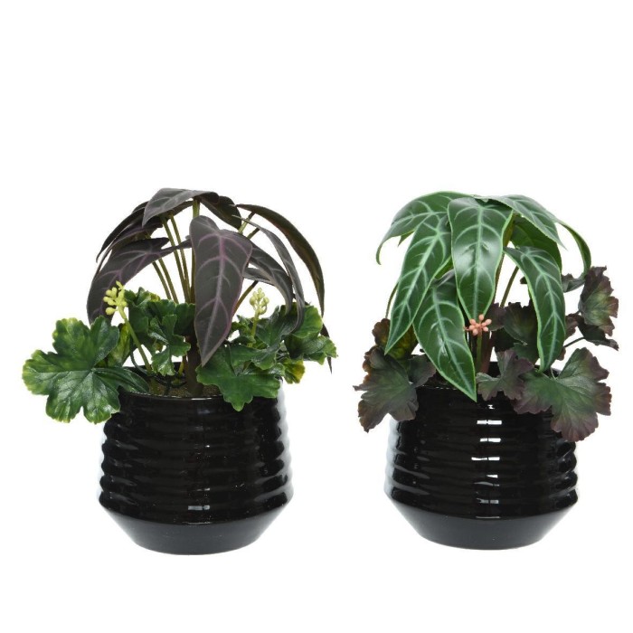 PIANTA CON VASO PLASTICA H25